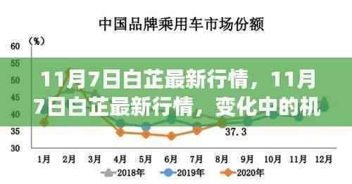 11月7日白芷行情变化中的机遇，学习成就自信与成长之路