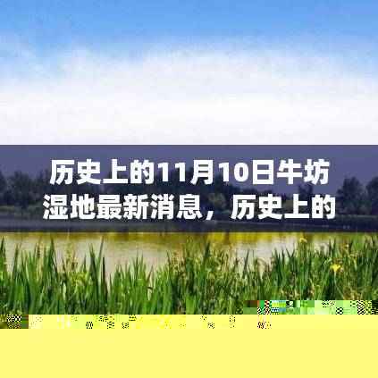 历史上的11月10日牛坊湿地最新动态，探索与生态保护之旅