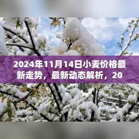 2024年11月14日小麦价格走势分析与最新动态解析——初学者与进阶用户指南