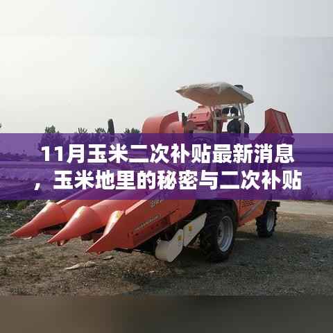 揭秘玉米地秘密与二次补贴最新动态