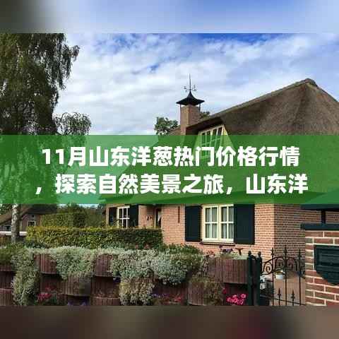 山东洋葱行情揭秘,探索自然美景与心灵宁静的奇妙旅程(11月热门价格行情)