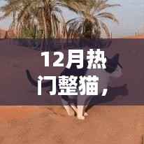 12月热门整猫产品深度评测与介绍，精选整猫用品一览