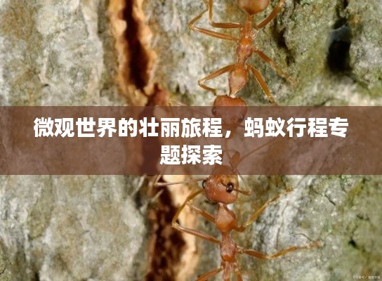 微观世界的壮丽旅程,蚂蚁行程专题探索