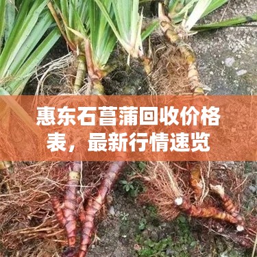 惠东石菖蒲回收价格表,最新行情速览