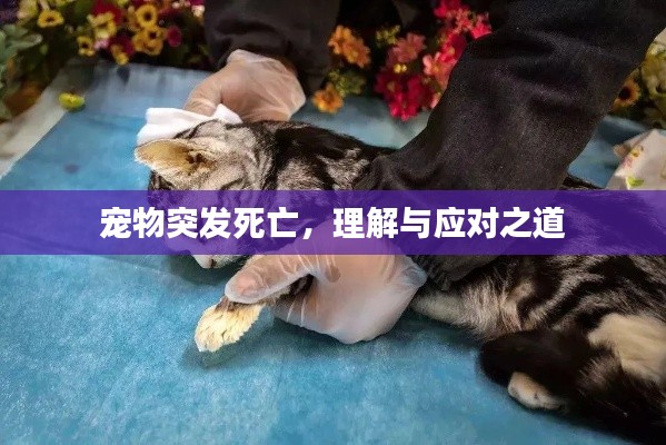 宠物突发死亡,理解与应对之道