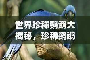世界珍稀鹦鹉大揭秘,珍稀鹦鹉排行榜不容错过!