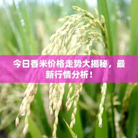 今日香米价格走势大揭秘,最新行情分析!